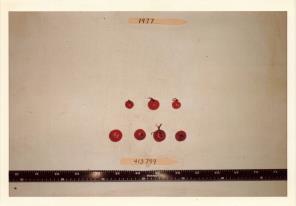 Click for 1 image(s) for this accession. FRUIT